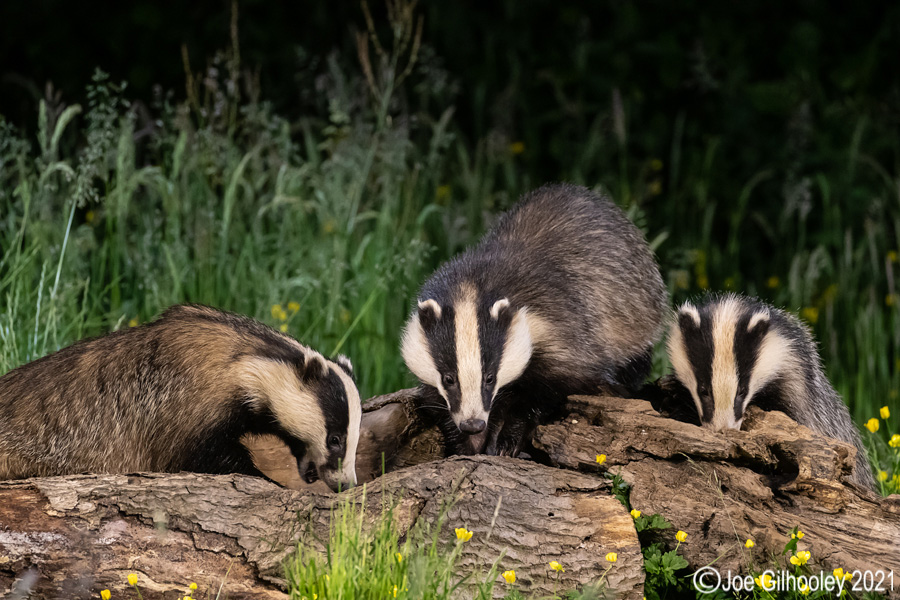European Badgers European Badgers