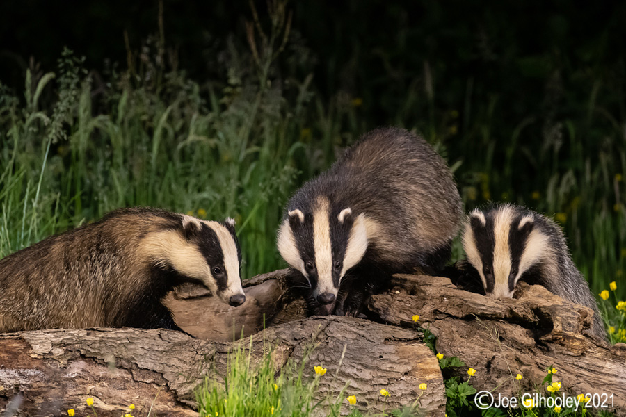 European Badgers European Badgers