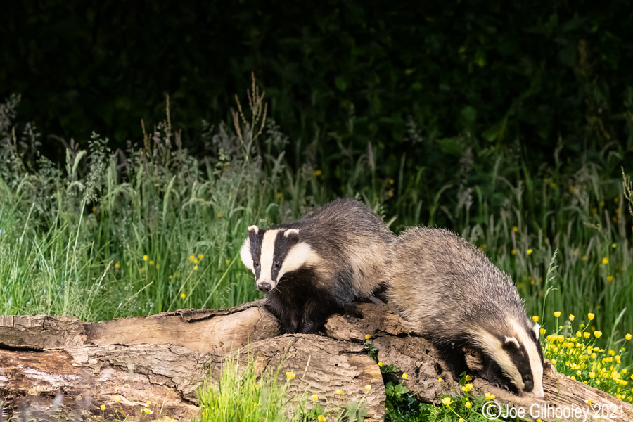 European Badgers European Badgers