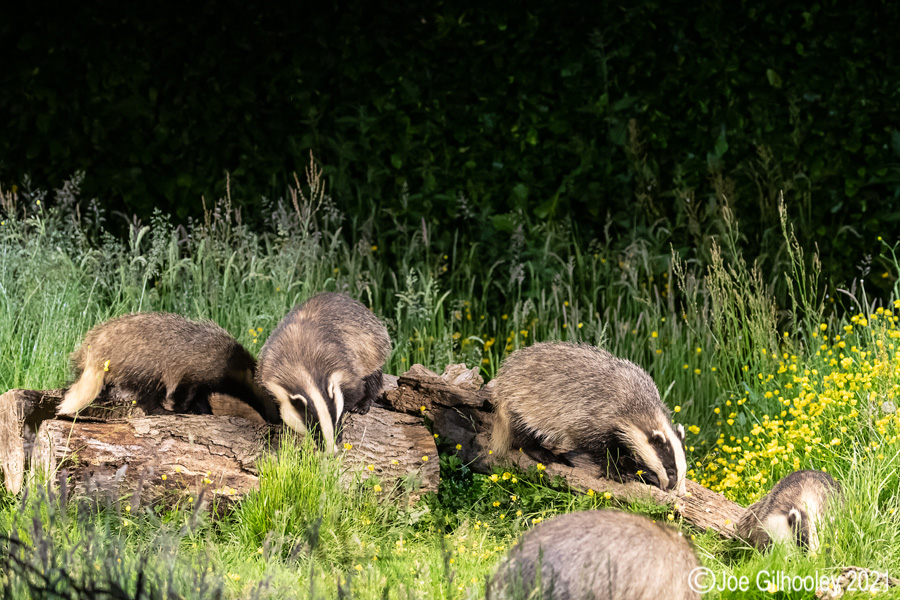 European Badgers European Badgers