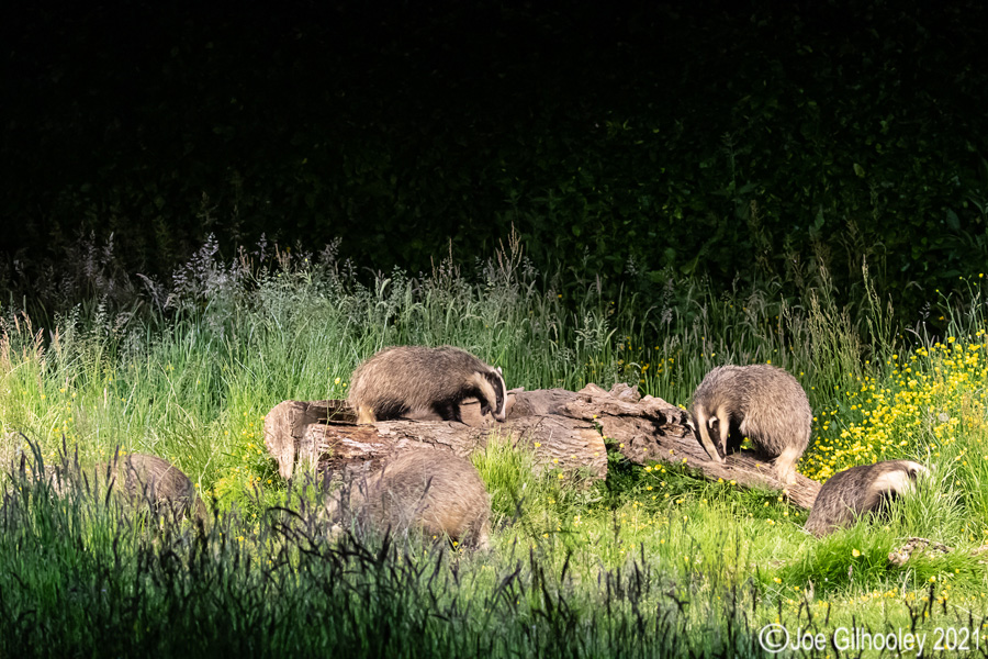 European Badgers European Badgers