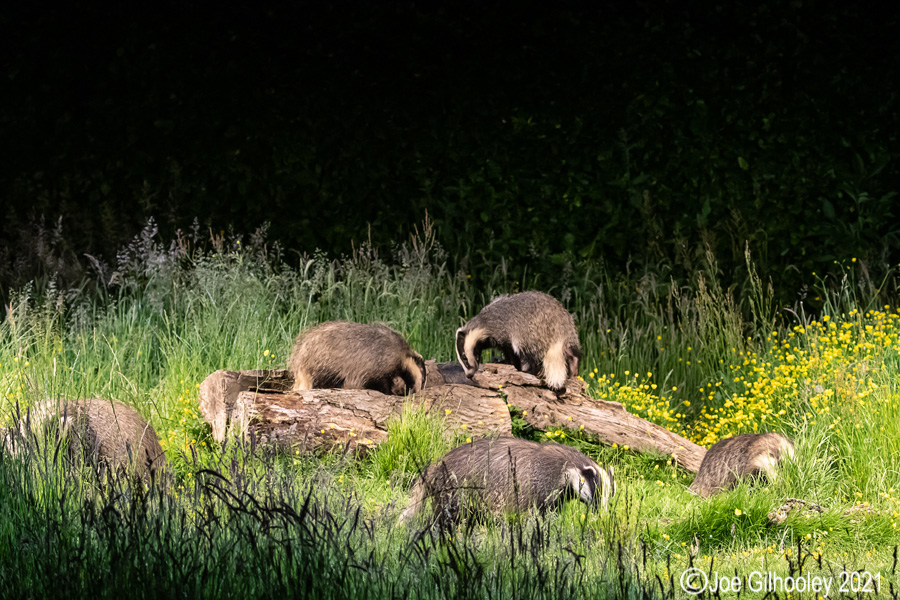European Badgers European Badgers