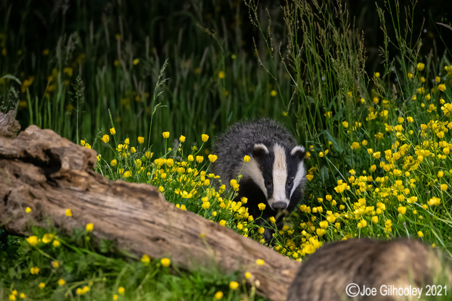 European Badgers European Badgers