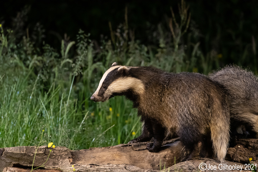European Badgers European Badgers
