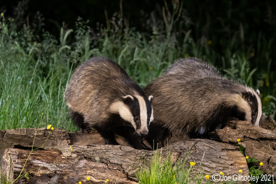 European Badgers European Badgers