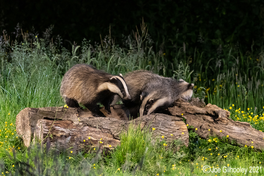 European Badgers European Badgers