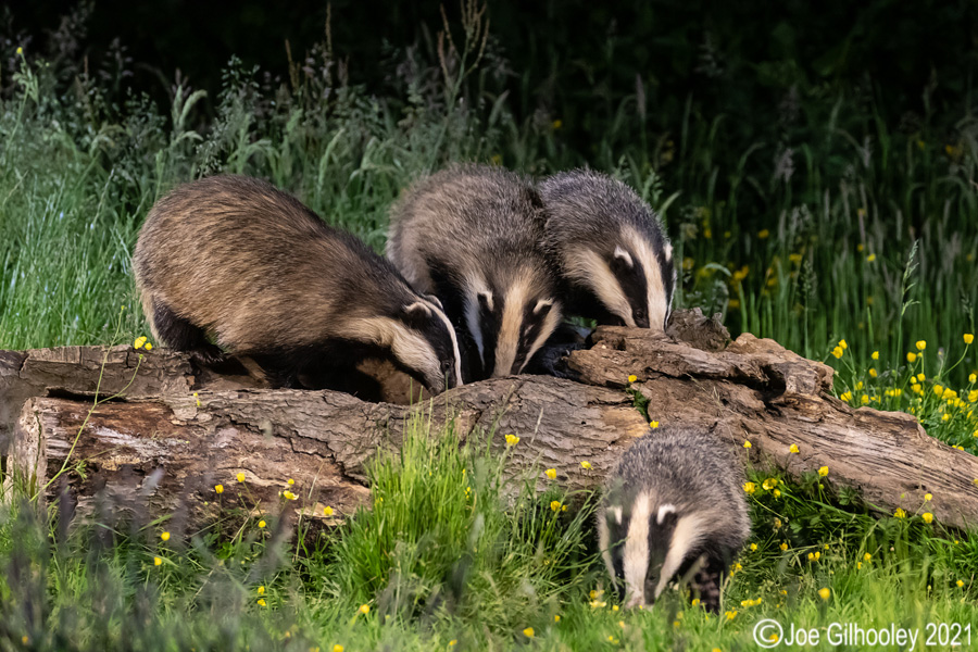 European Badgers European Badgers
