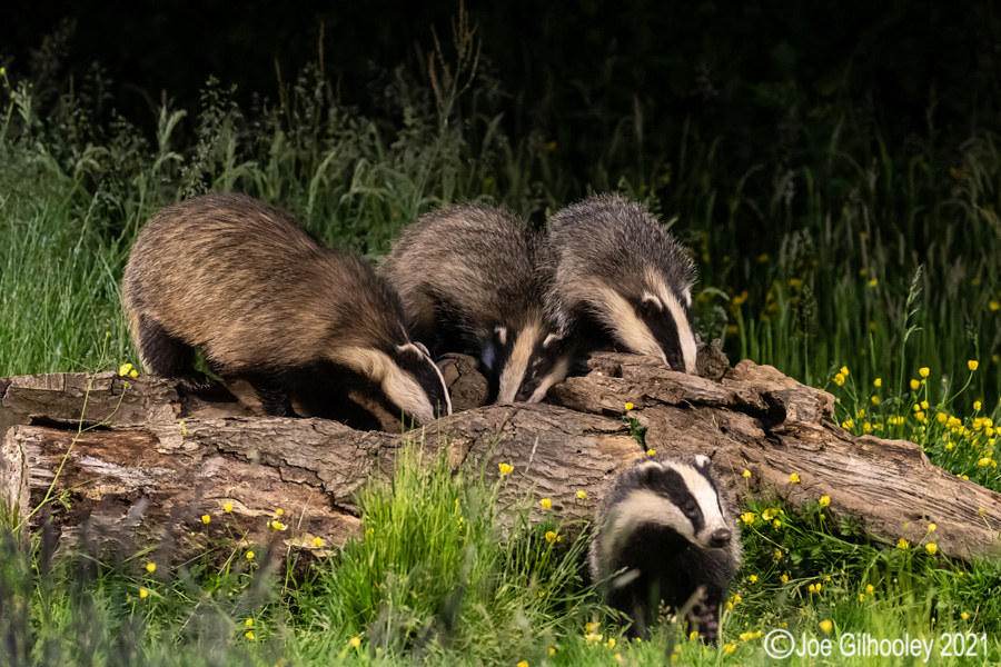 European Badgers European Badgers
