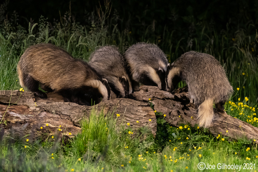 European Badgers European Badgers