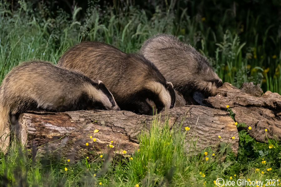 European Badgers European Badgers