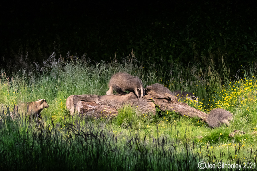 European Badgers European Badgers