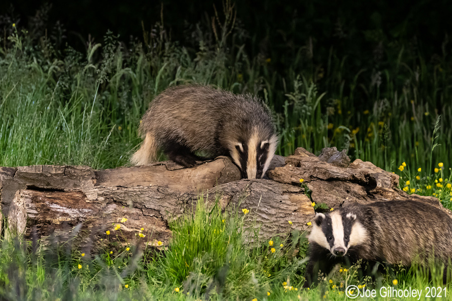European Badgers European Badgers