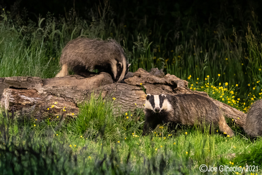 European Badgers European Badgers