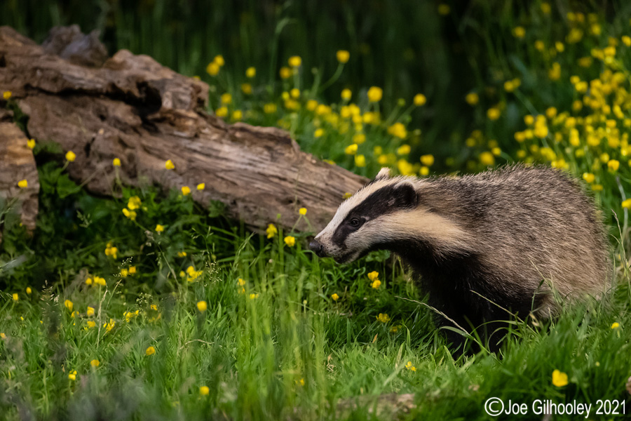 European Badgers European Badgers
