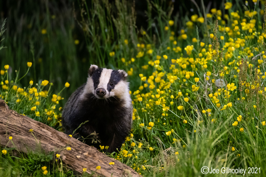 European Badgers European Badgers