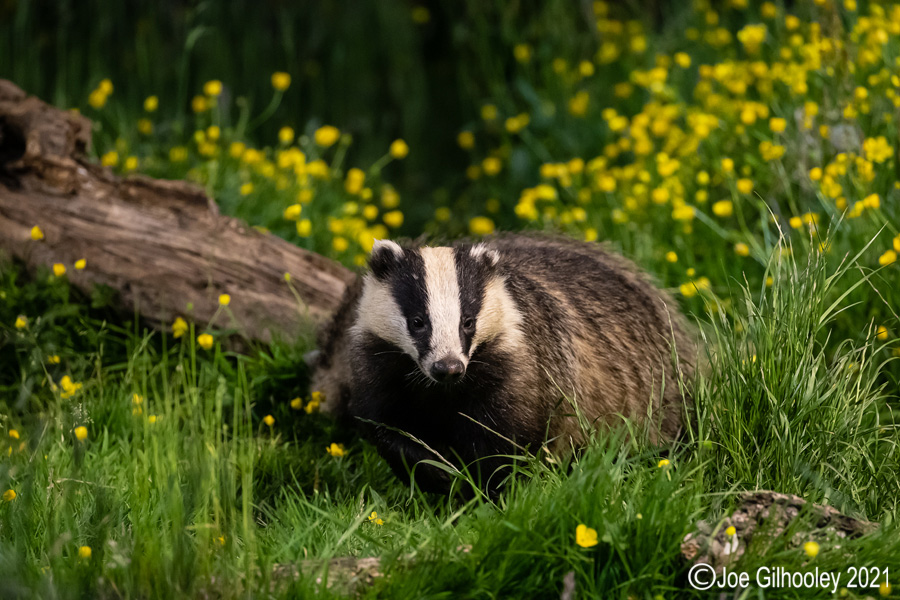 European Badgers European Badgers