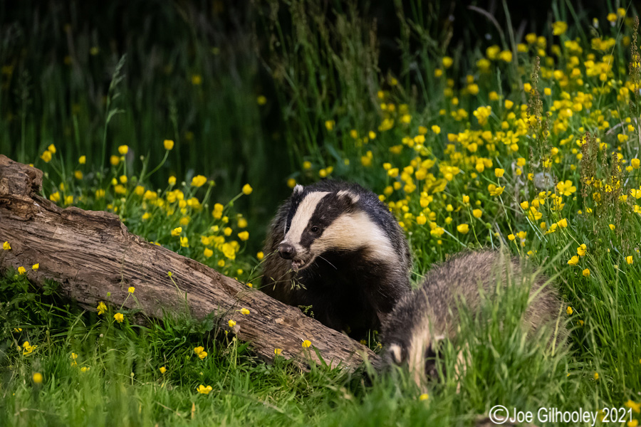 European Badgers European Badgers