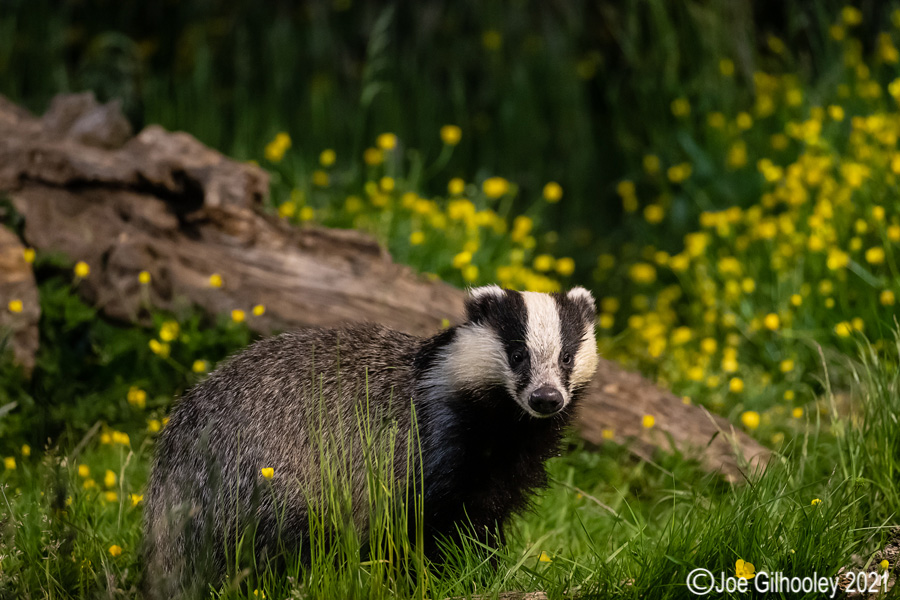 European Badgers European Badgers