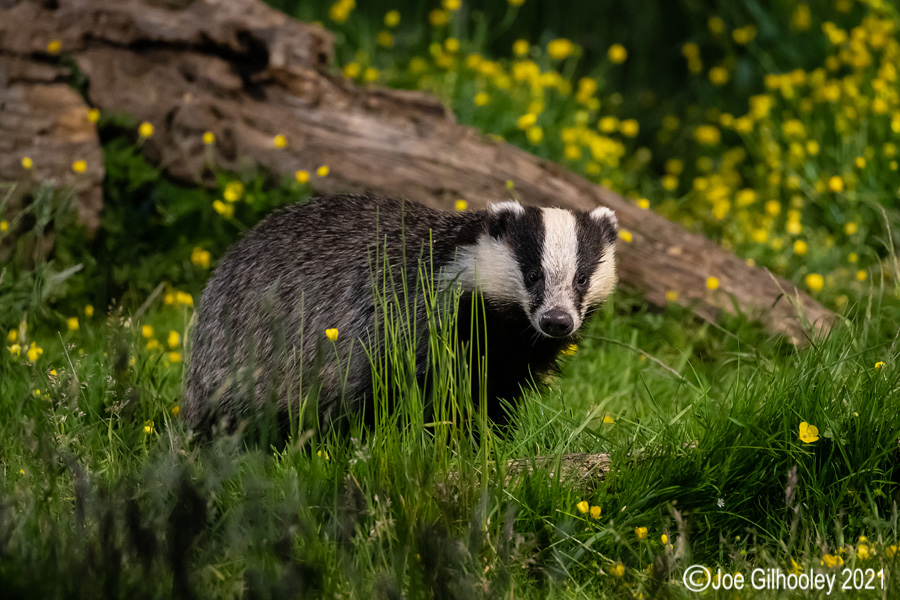 European Badgers European Badgers