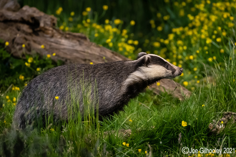European Badgers European Badgers