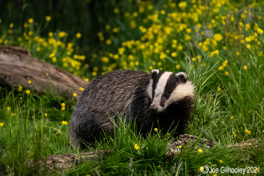 European Badgers European Badgers
