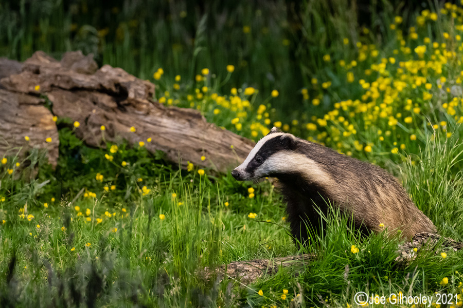 European Badgers European Badgers