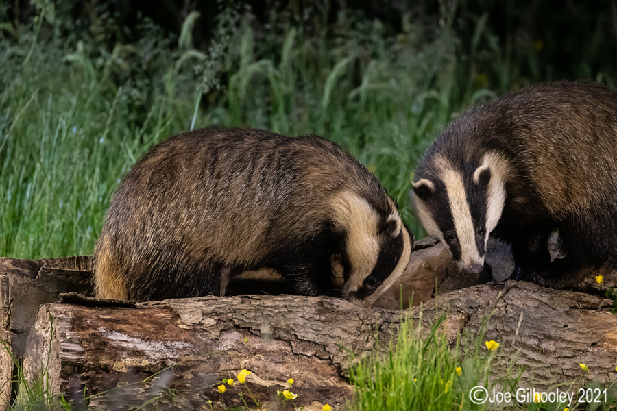 European Badgers European Badgers