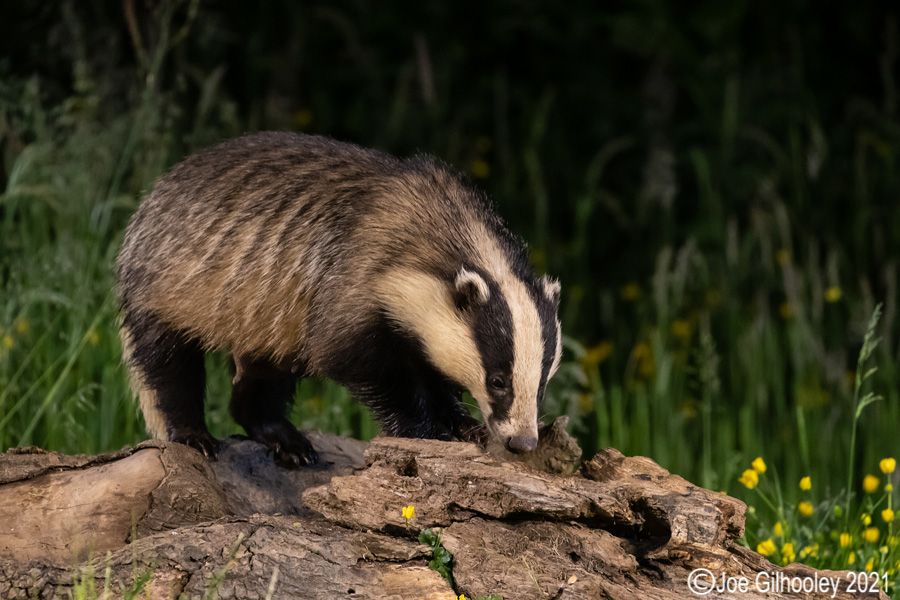 European Badgers European Badgers