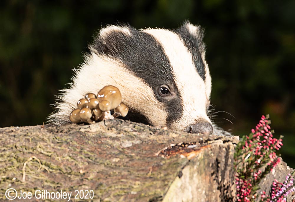 European Badgers European Badgers