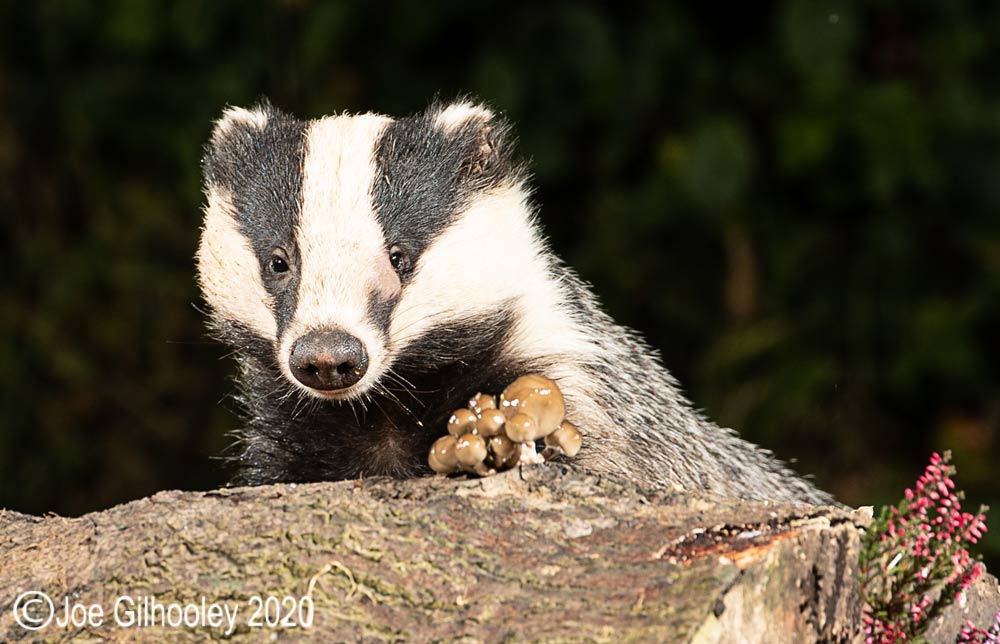 European Badgers European Badgers