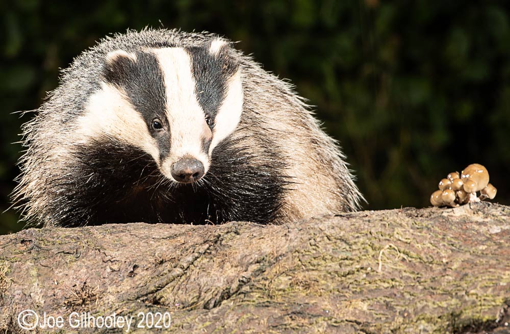 European Badgers European Badgers