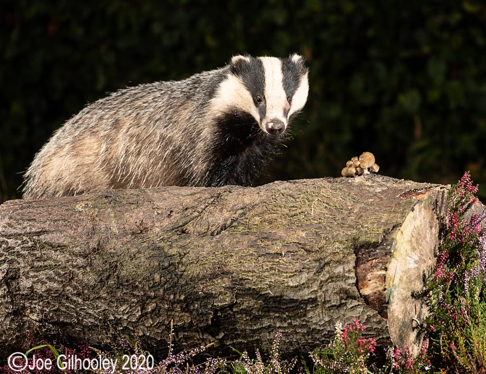 European Badgers European Badgers