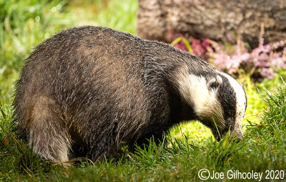 European Badgers European Badgers