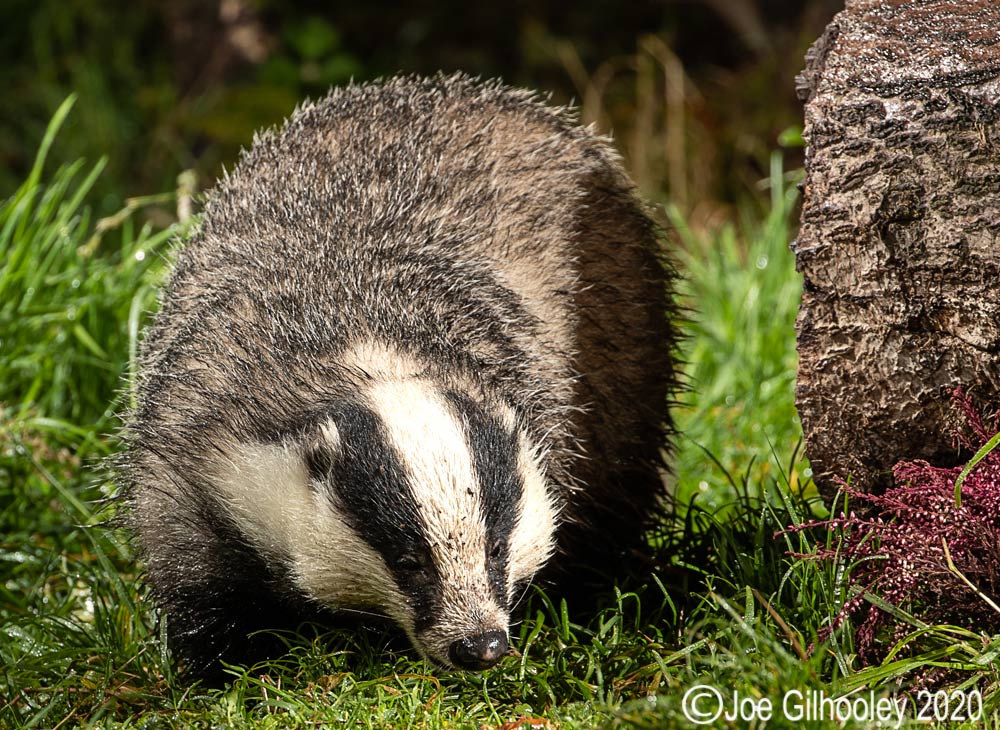 European Badgers European Badgers