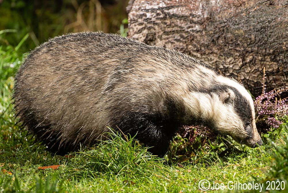 European Badgers European Badgers