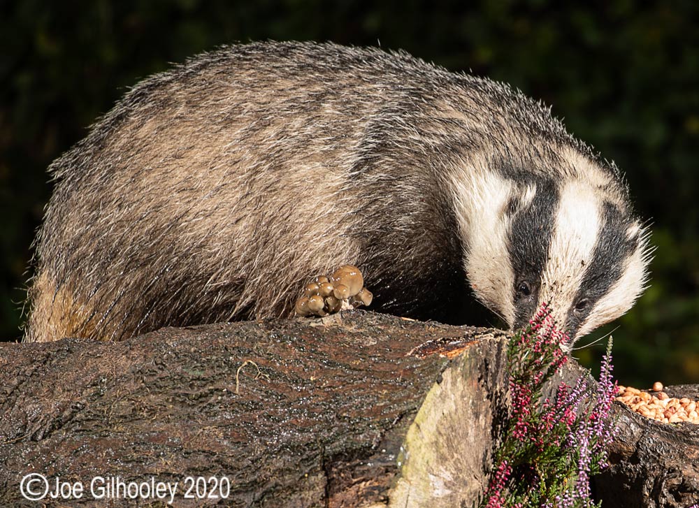 European Badgers European Badgers