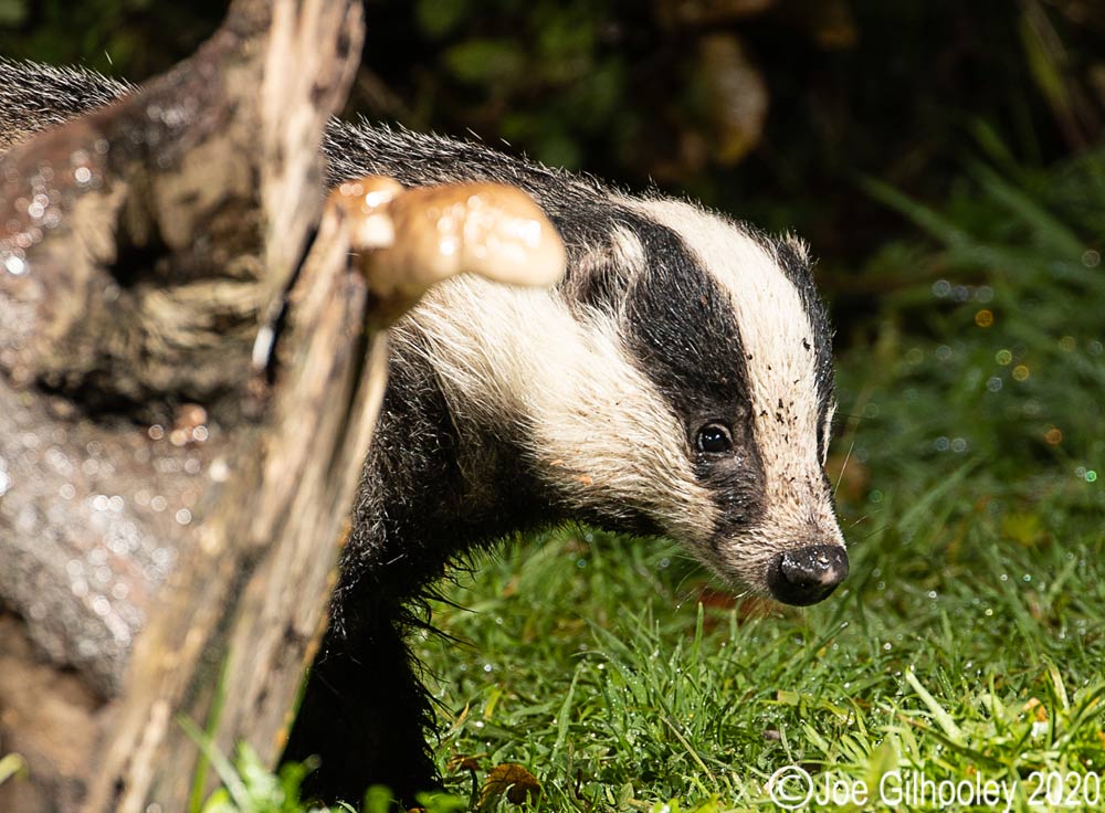 European Badgers European Badgers