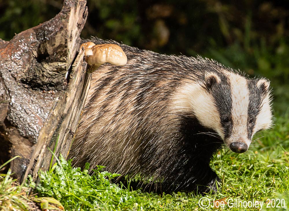 European Badgers European Badgers