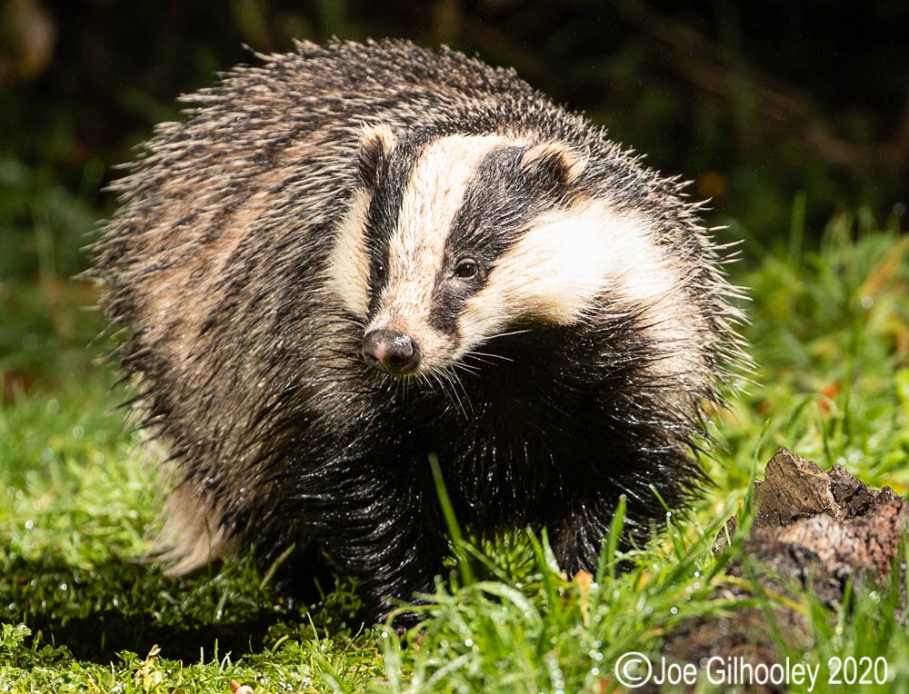 European Badgers European Badgers