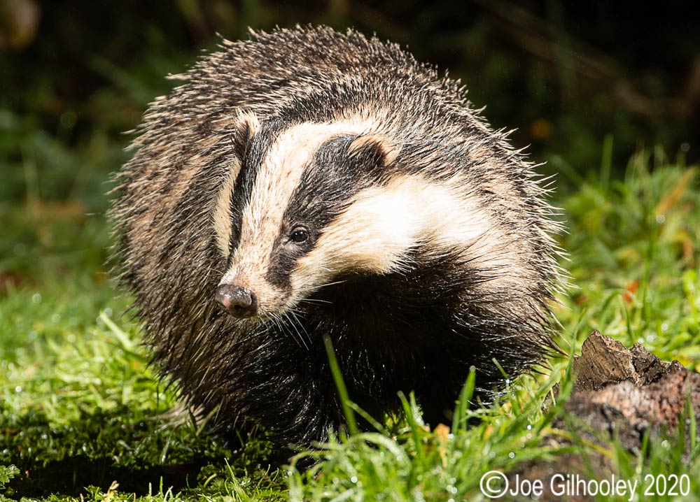 European Badgers European Badgers