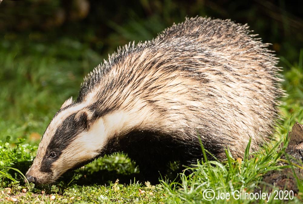 European Badgers European Badgers