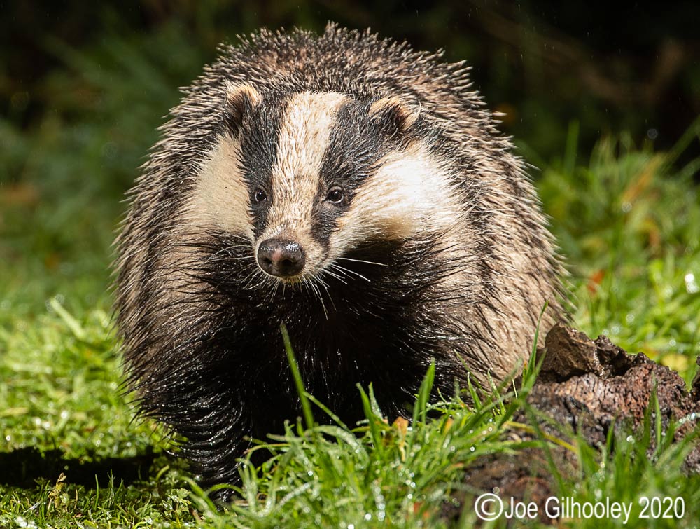 European Badgers European Badgers