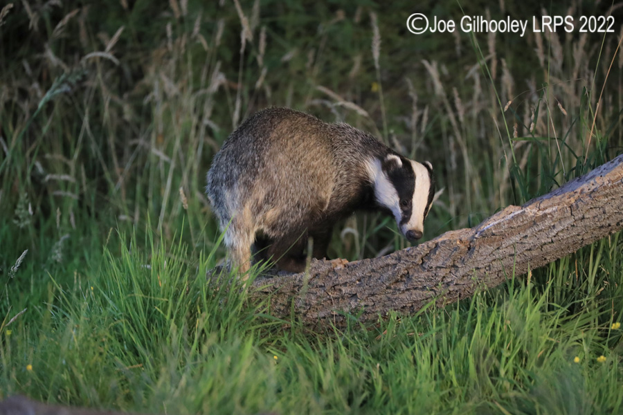 European Badgers European Badgers