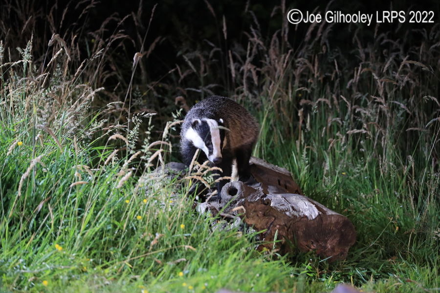 European Badgers European Badgers