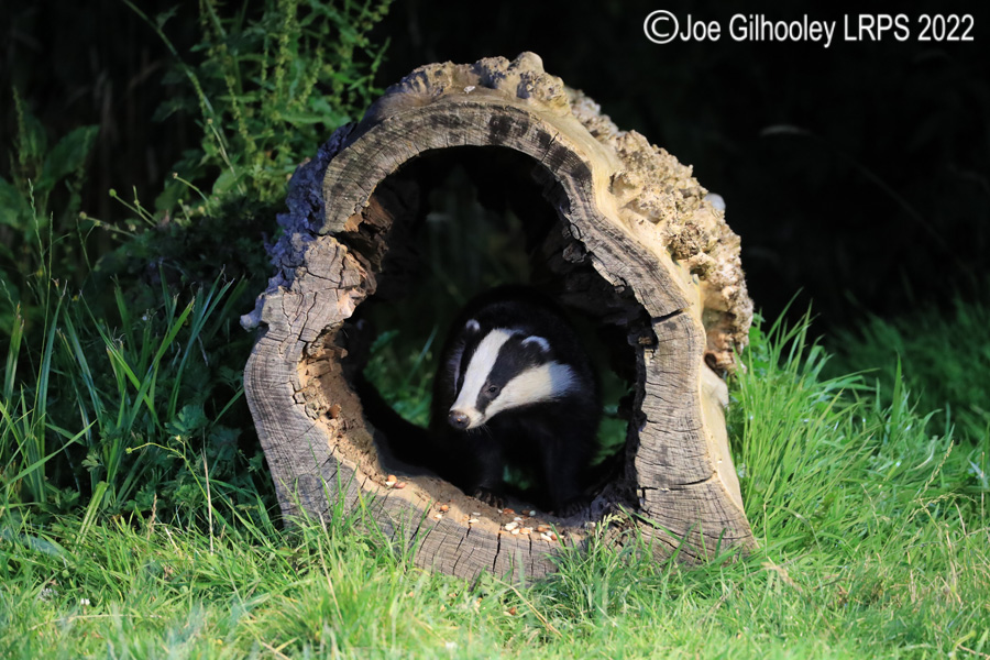 European Badgers European Badgers