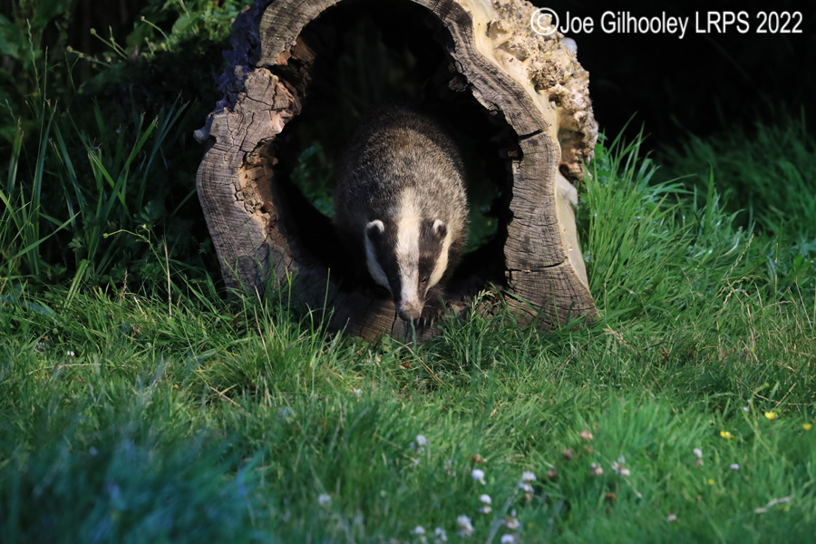 European Badgers European Badgers