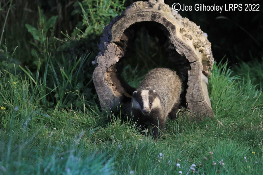European Badgers European Badgers