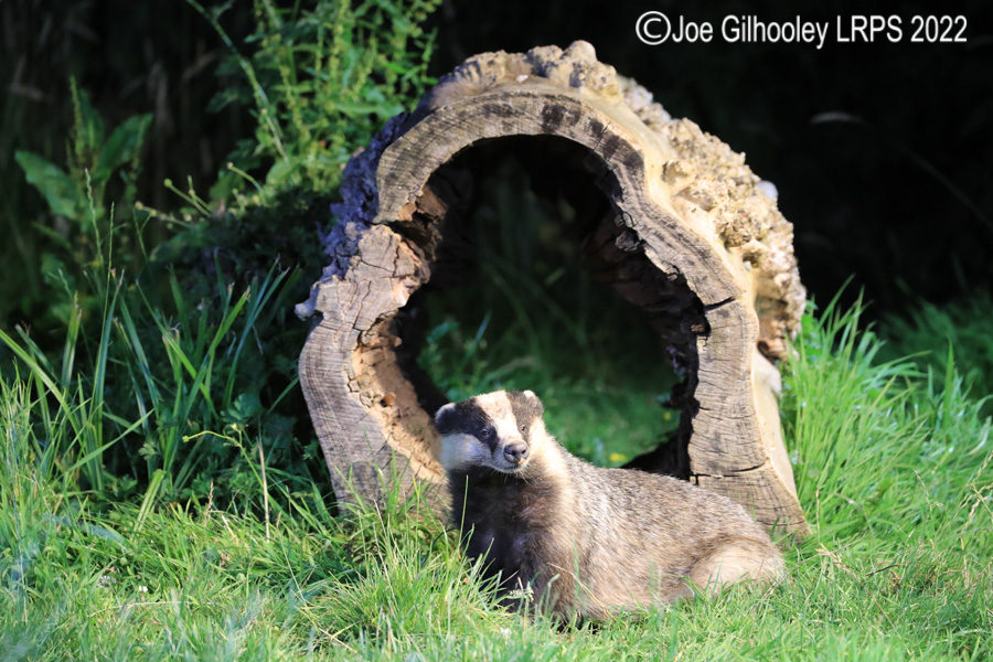 European Badgers European Badgers