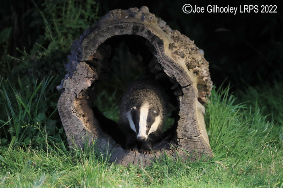 European Badgers European Badgers
