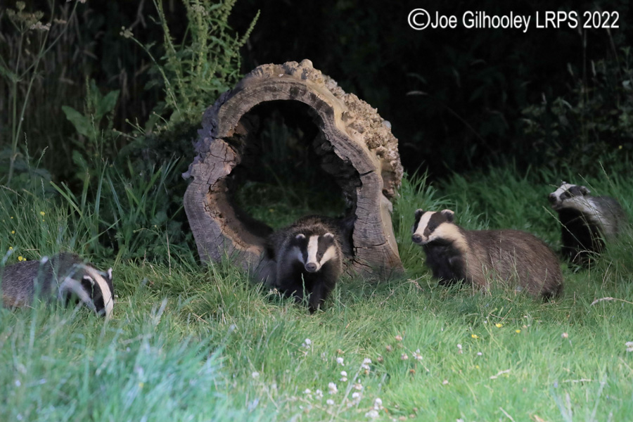 European Badgers European Badgers